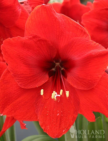 Menu Premium Amaryllis Kit Collection - Image 6
