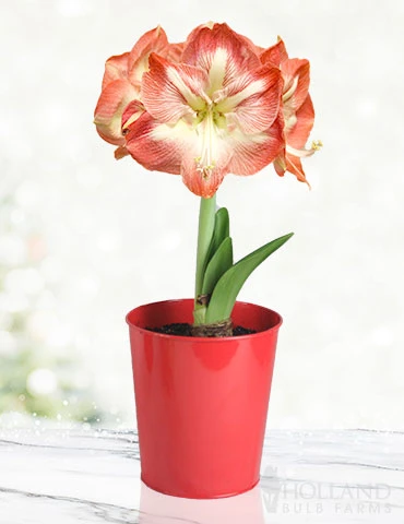 Menu Premium Amaryllis Kit Collection - Image 7