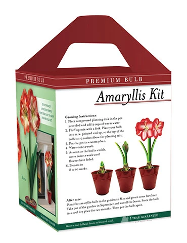 Menu Premium Amaryllis Kit Collection - Image 10