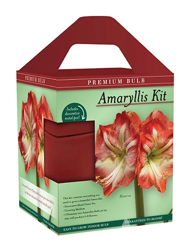 Menu Premium Minerva Amaryllis Gift Box Kit - Image 3