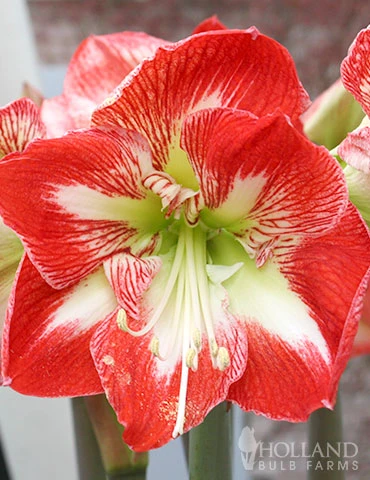 Menu Premium Amaryllis Kit Collection - Image 8