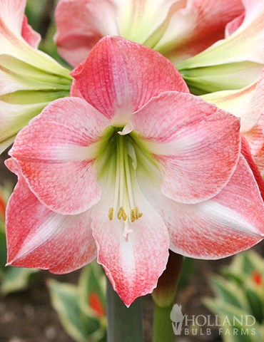 Menu Premium Charming Amaryllis Gift Kit - Image 2