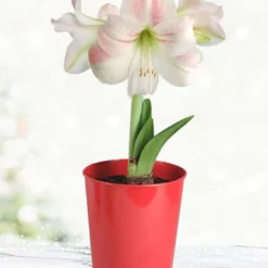Menu Premium Charming Amaryllis Gift Kit