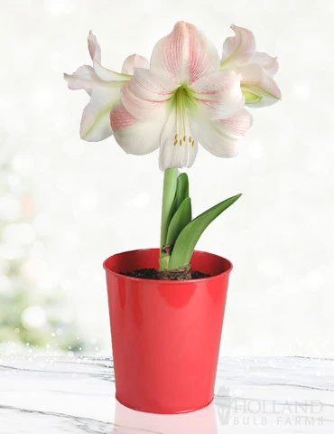 Menu Premium Amaryllis Kit Collection - Image 11