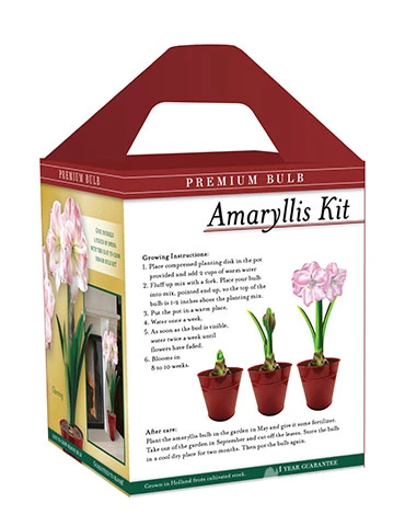 Menu Premium Charming Amaryllis Gift Kit - Image 4