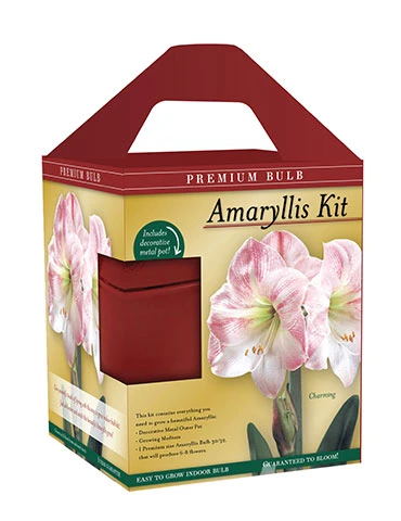 Menu Premium Charming Amaryllis Gift Kit - Image 3