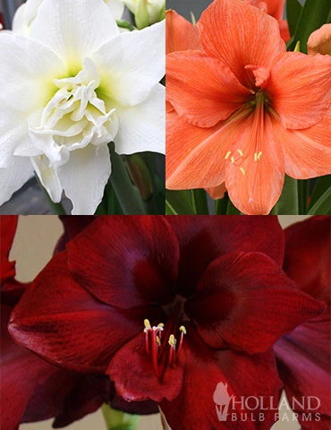 Menu Exquisite Amaryllis Collection