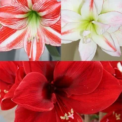 Menu Peppermint Amaryllis Collection
