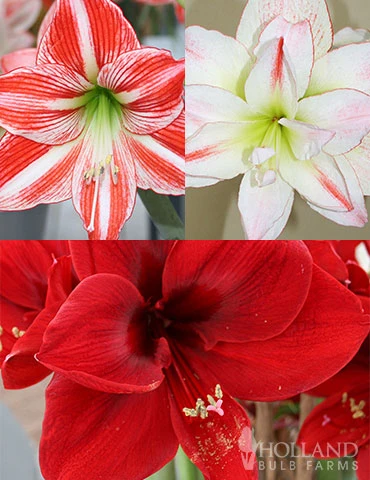 Menu Peppermint Amaryllis Collection