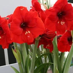 Menu Red Lion Amaryllis Value Pack