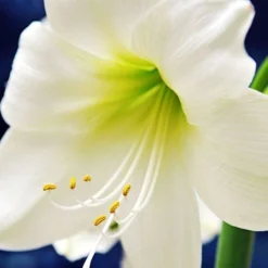 Menu Matterhorn Amaryllis Value Pack