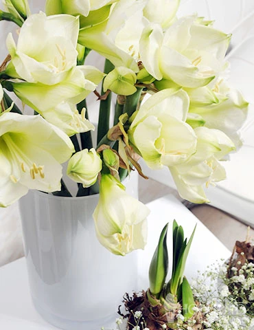 Menu Matterhorn Amaryllis Value Pack - Image 3