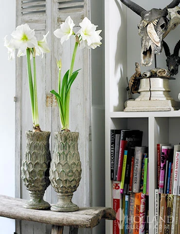 Menu Matterhorn Amaryllis Value Pack - Image 2