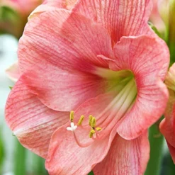 Menu Susan Amaryllis Value Pack