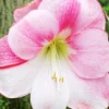 Menu Apple Blossom Amaryllis Value Pack