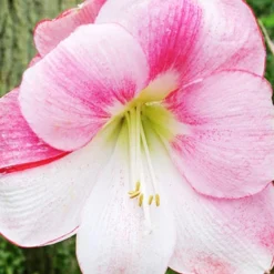 Menu Apple Blossom Amaryllis Value Pack