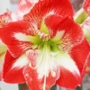 Menu Minerva Amaryllis Value Pack