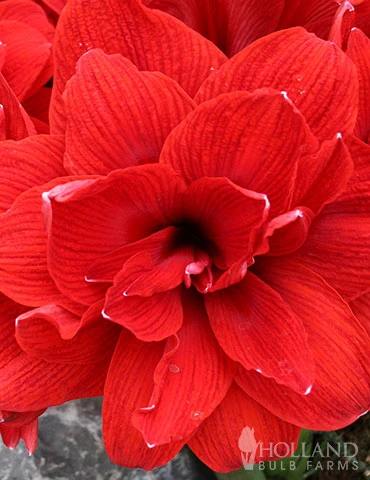 Menu Duchess Double Amaryllis Duo - Image 2