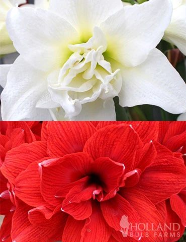 Menu Duchess Double Amaryllis Duo