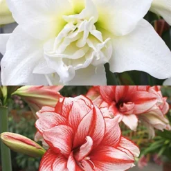 Menu Lady Peacock Double Amaryllis Duo