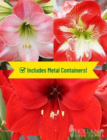 Menu Premium Amaryllis Kit Collection - Image 2