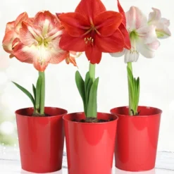 Menu Premium Amaryllis Kit Collection