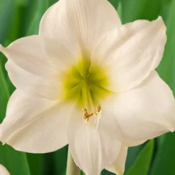 Menu Lemon Star Amaryllis