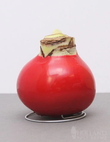 Menu Peace And Love Waxed Amaryllis - Image 2