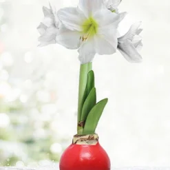 Menu Peace And Love Waxed Amaryllis