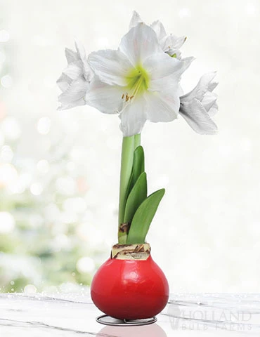 Menu Peace And Love Waxed Amaryllis