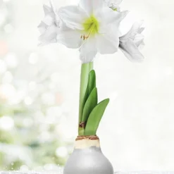 Menu Warm Wishes Waxed Amaryllis