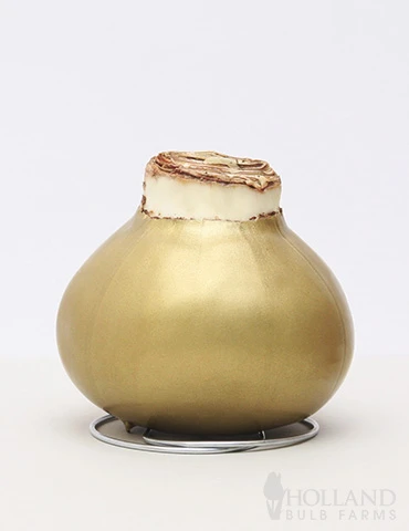 Menu Grateful Heart Waxed Amaryllis - Image 2