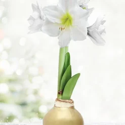 Menu Grateful Heart Waxed Amaryllis