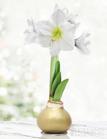 Menu Grateful Heart Waxed Amaryllis