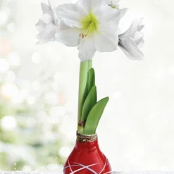 Menu Red Picasso Waxed Amaryllis