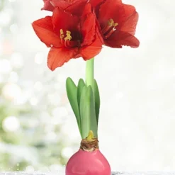 Menu Pink Waxed Amaryllis