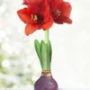 Menu Purple Waxed Amaryllis