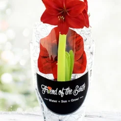 Menu Barbosa Potted Amaryllis - Gift Ready