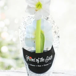 Menu Intokazi Potted Amaryllis - Gift Ready