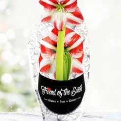 Menu Super Star Potted Amaryllis - Gift Ready