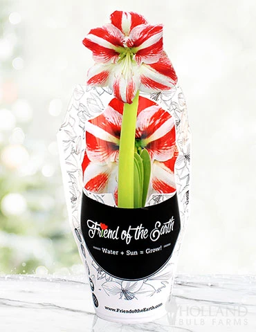Menu Super Star Potted Amaryllis - Gift Ready