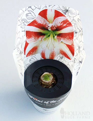 Menu Super Star Potted Amaryllis - Gift Ready - Image 2