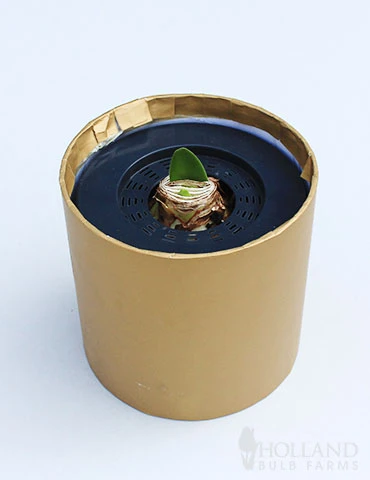 Menu Burgundy Potted Amaryllis Gift Box - Gold Round - Image 3