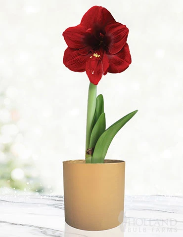 Menu Burgundy Potted Amaryllis Gift Box - Gold Round