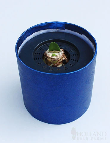 Menu White Potted Amaryllis Gift Box - Blue Round - Image 3