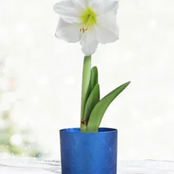 Menu White Potted Amaryllis Gift Box - Blue Round