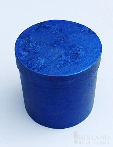 Menu White Potted Amaryllis Gift Box - Blue Round - Image 2