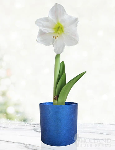Menu White Potted Amaryllis Gift Box - Blue Round