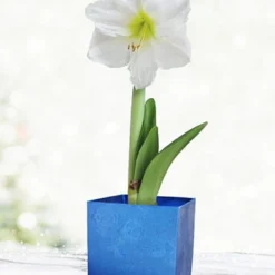Menu White Potted Amaryllis Gift Box - Blue Square