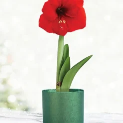 Menu Red Potted Amaryllis Gift Box - Green Round